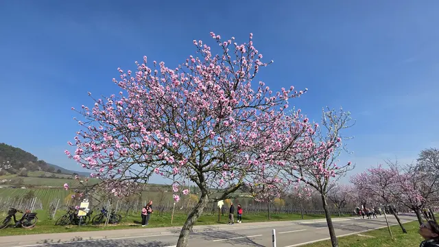 In diesem Jahr ist die Mandelbüte besonders früh  | Foto: Jens Vollmer