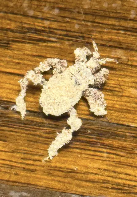 Eine maskierte Strolchwanze | Foto: Christian Wahl