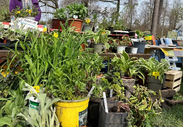Bei der Pflanzentauschbörse am Haus der Nachhaltigkeit können Gartenfreunde Setzlinge, Ableger und Saatgut tauschen oder verschenken
 | Foto: Landesforsten RLP.de / P. Hochscheidt