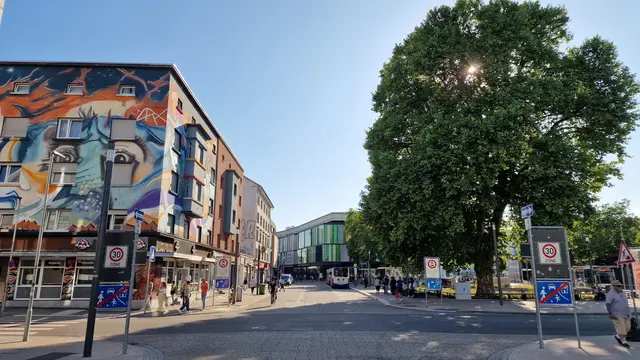 Die große Stadtplatane muss einer Untersuchung unterzogen werden | Foto: Ralf Vester