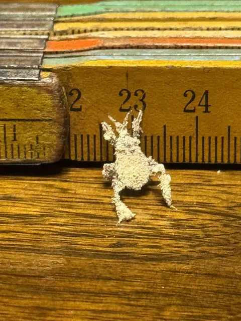 Eine maskierte Strolchwanze | Foto: Christian Wahl