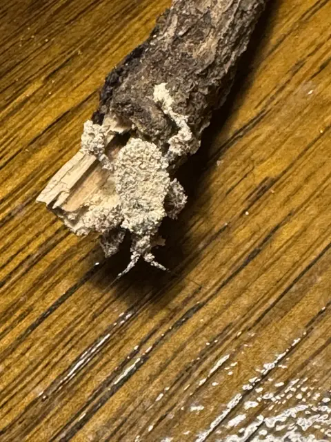 Foto: Christian Wahl