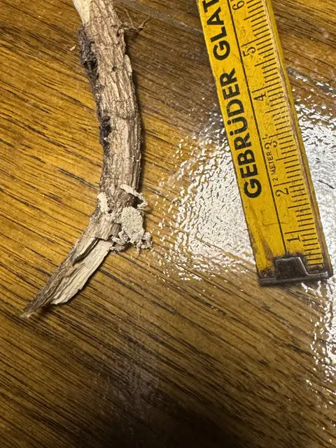 Foto: Christian Wahl