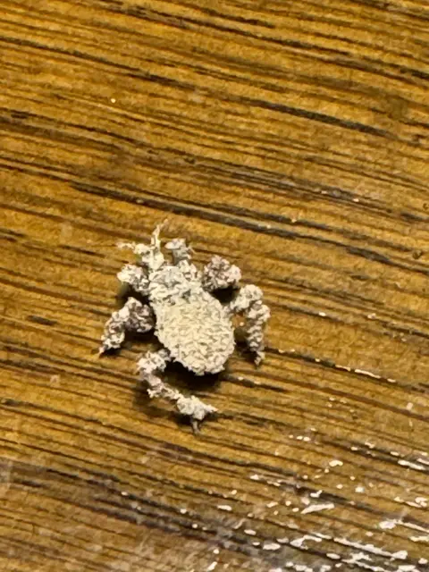 Eine maskierte Strolchwanze | Foto: Christian Wahl