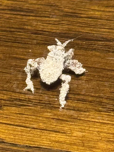 Foto: Christian Wahl