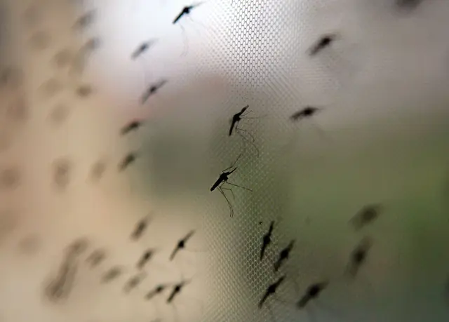 Die Anopheles-Mücke überträgt Malaria. Familien mit Baby oder Kleinkindern sollten lieber Reiseziele abseits von Malaria-Gebieten wählen | Foto: dpa