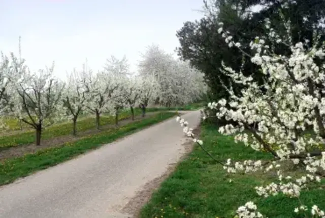 Die Blüten geben ein tolles Bild ab. | Foto: Stadt Freinsheim