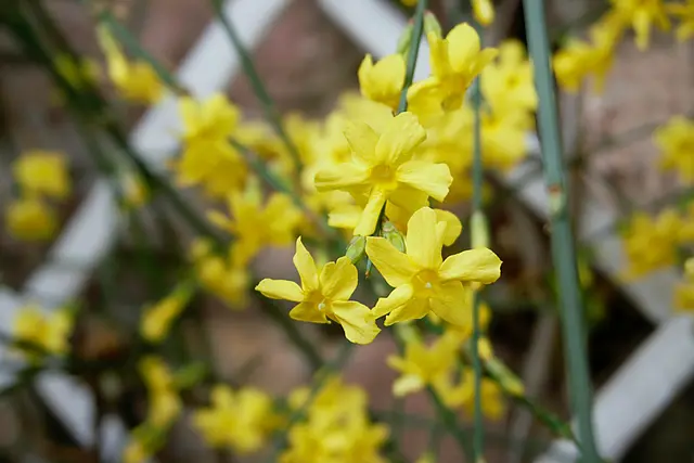 Frühlinganfang 2026 - Zwischen dem kalendarischen und meteorologischen Frühlingsanfang gibt es einen wesentlichen Unterschied.  | Foto: Laura Braunbach