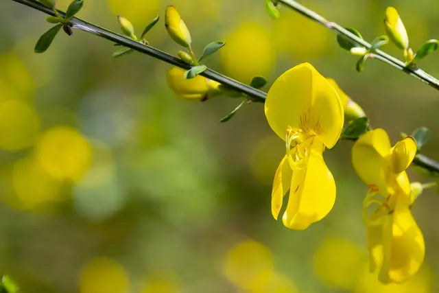 Ginster im April | Foto: Jens Vollmer