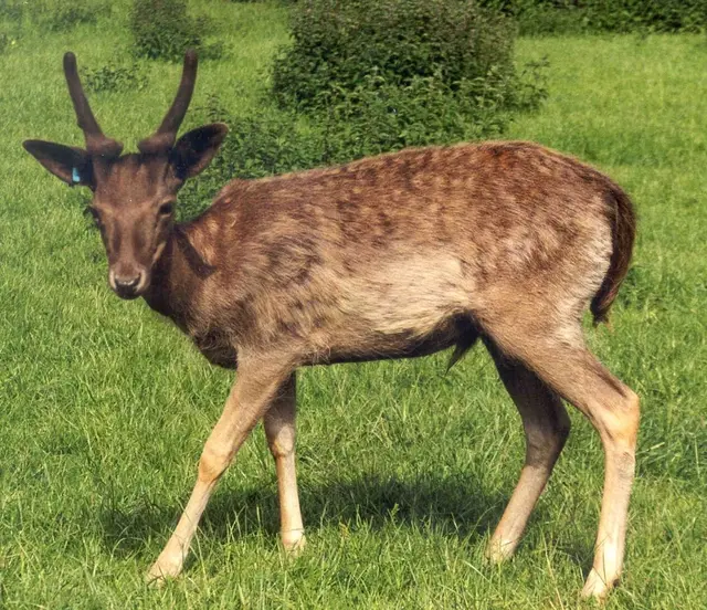 Das Hofgut Neumühle bietet zwei aufeinander abgestimmte Seminare an, die gemeinsam den Sachkundenachweis für Damwildhalter vermitteln | Foto: Bezirksverband Pfalz/gratis