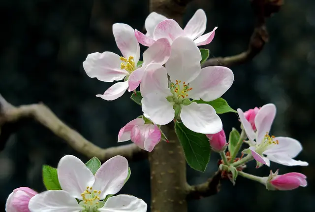 Frühlinganfang 2026 - Zwischen dem kalendarischen und meteorologischen Frühlingsanfang gibt es einen wesentlichen Unterschied.  | Foto: Monika Klein