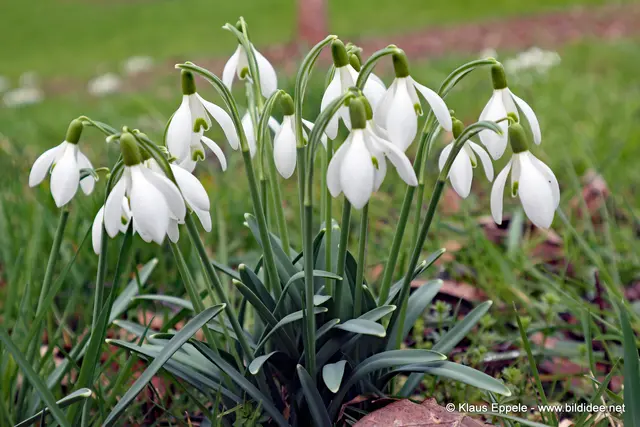 Schneeglöckchen kündigen den Vorfrühling an. Man sieht sie meistens ab Januar und spätestens im Februar blühen.  | Foto: Klaus Eppele
