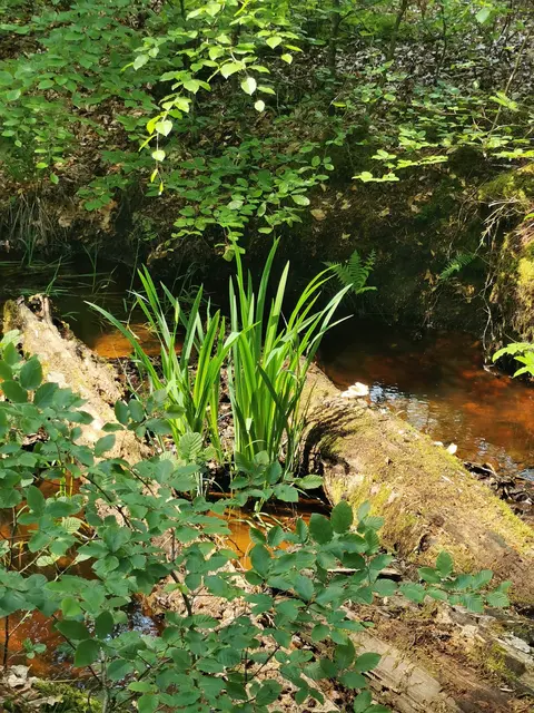 Frühlingskraft am Otterbach | Foto: Heike Schwitalla