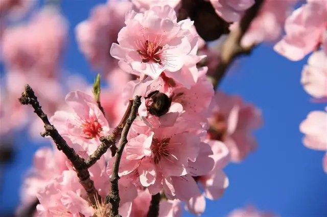 Mandelblüte im März | Foto: Jens Vollmer