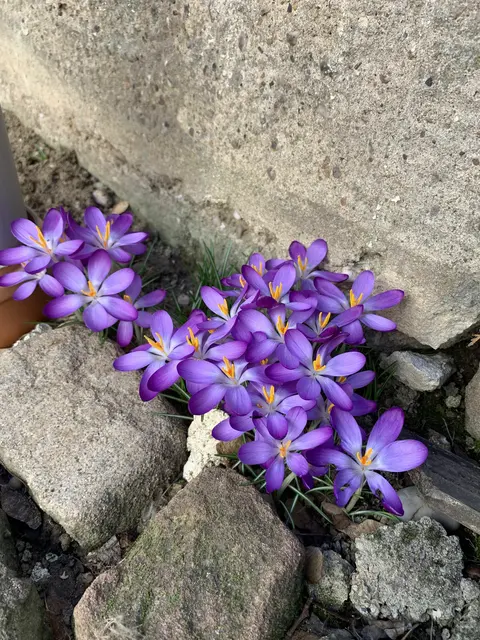 Phänologischer Frühlingsanfang 2026 - Krokusse sind ein Bote des Frühlings. Sie blühen in der Regel im Februar bis März. | Foto: Laura Braunbach