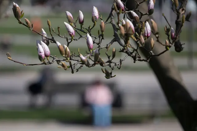 Die Magnolienblüte steht in den Startlöchern.  | Foto: dpa