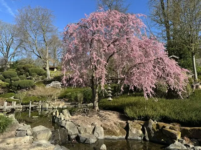 Rosa Blütenmeer im Japanischen Garten – der Frühling beginnt jetzt in Kaiserslautern | Foto: Ruth Olschewski/gratis