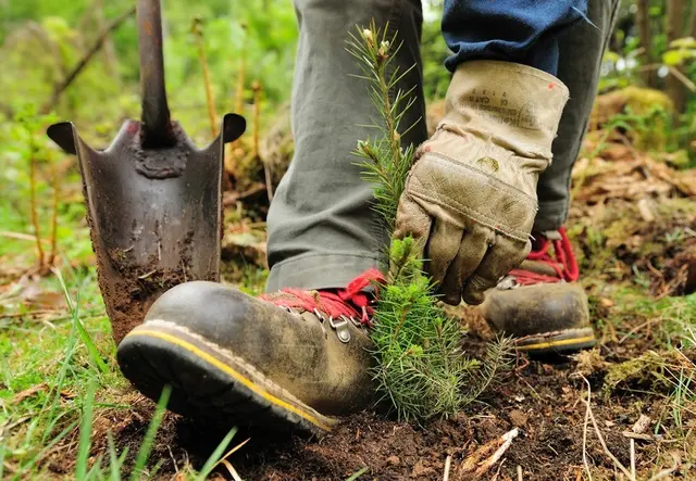 Förster:innen und Teilnehmende pflanzen am Internationalen Tag des Waldes gemeinsam junge Bäume – jeder Baum zählt für Klima und Artenvielfalt | Foto: Landesforsten.RLP.de / Lamour/Hansen