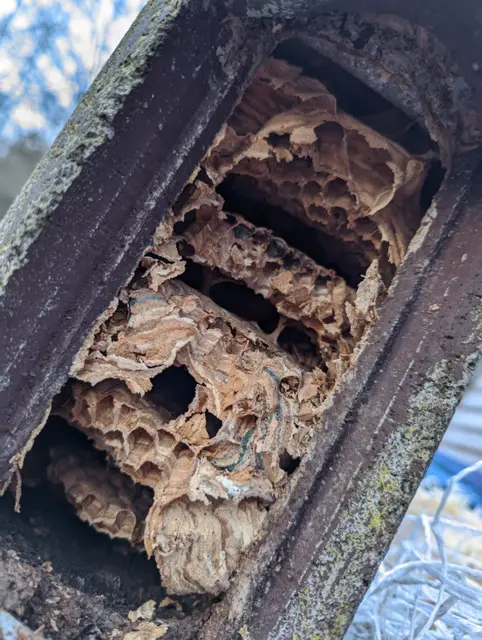 Dieser Nistkasten wurde schon lange nicht mehr gereinigt | Foto: Hannes Bremel