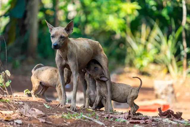 Tollwut wird fast ausschließlich über Kratzer oder Bisse von infizierten Hunden auf Menschen übertragen. (zu dpa: «Fernreisen mit Risiko – Tollwutimpfung dringend empfohlen») | Foto: dpa