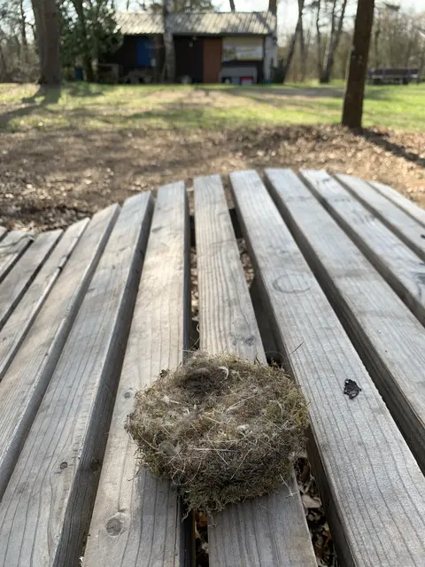 Ein kleines Meisennest | Foto: Peter Krietemeyer