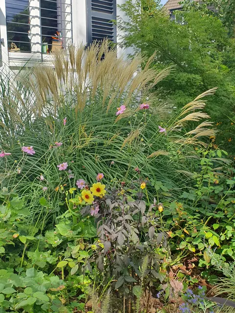 Wenn der Vorgarten im Sommer zur Hitzefalle wird, können Ziergräser und blühende Stauden die Fläche wieder begrünen und zugleich Sichtschutz schaffen. | Foto: BGL