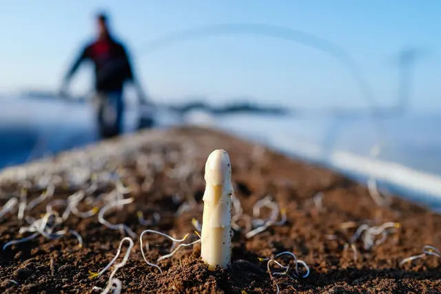 Die Spargelsaison beginnt - am Wochenende wird in Teilen Badens der erste Spargel gestochen. (Archivbild) | Foto: dpa