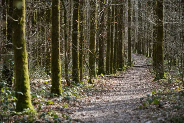 Der Saarkohlenwald darf sich nun «Waldgebiet des Jahres 2026» nennen. Ihn zeichnet ein hoher Anteil an Eichen und Buchen aus. | Foto: dpa