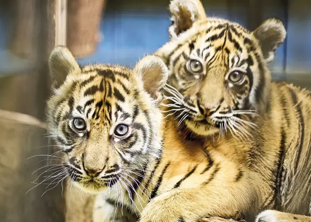 Mehr als 2.500 Vorschläge erreichten den Zoo Anfang Februar, anschließend konnte online für die Favoriten abgestimmt werden.(Handout) | Foto: dpa