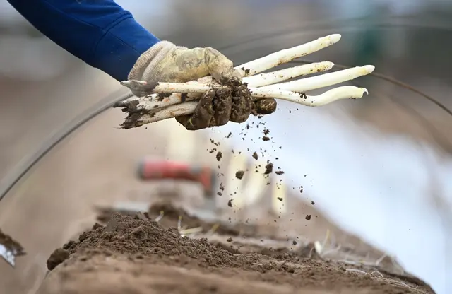 Weil durch die Folie kein Licht auf den Spargeldamm kommt, bleiben die Köpfchen der Stangen weiß. (zu dpa: «Spargel im Frühling: Wie nachhaltig sind die Stangen?») | Foto: dpa