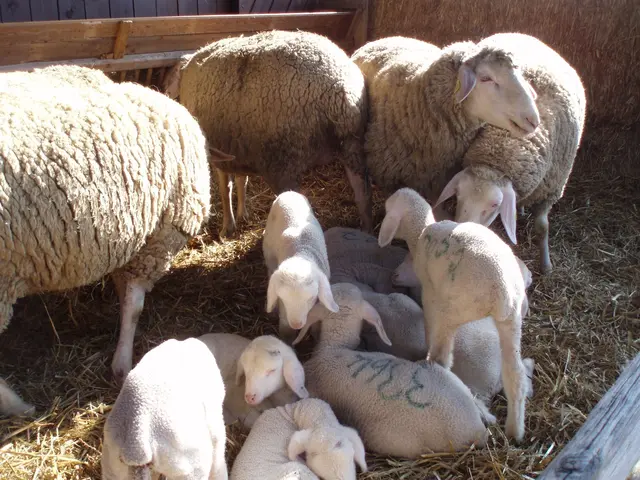 Die Geburt ist eine der sensibelsten Phasen in der Schaf- und Ziegenhaltung | Foto: Bezirksverband Pfalz/gratis