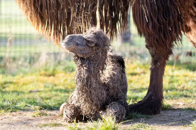 Das Trampeltier-Fohlen wenige Stunden nach seiner Geburt | Foto: dpa
