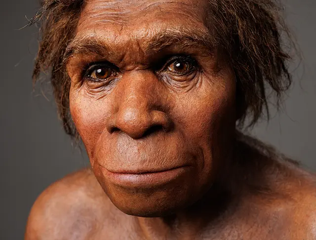 In der Dauerausstellung "Evolution des Menschen" erwartet Besucherinnen und Besucher eine Reise zurück zu den Ursprüngen der Menschen. | Foto: Evolution des Menschen_Naturkundemuseum_c SMNK