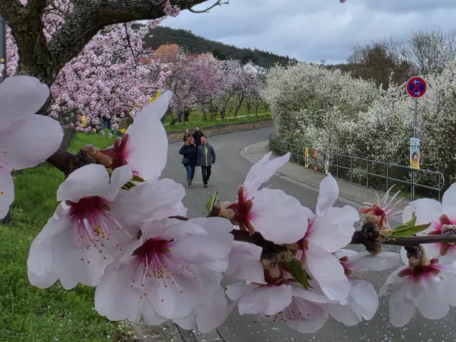 Ruhiger Start beim Mandelblütenfest Gimmeldingen 2026 – Gäste genießen die Mandelblüte | Foto: Eva Bender