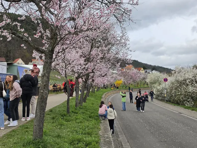 Ruhiger Auftakt beim Mandelblütenfest Gimmeldingen 2026 – entspannte Stimmung unter blühenden Mandelbäumen | Foto: Eva Bender
