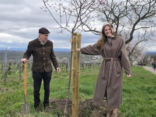 Mandelblütenkönigin Maja Nett pflanzt den traditionellen Mandelbaum. | Foto: Eva Bender