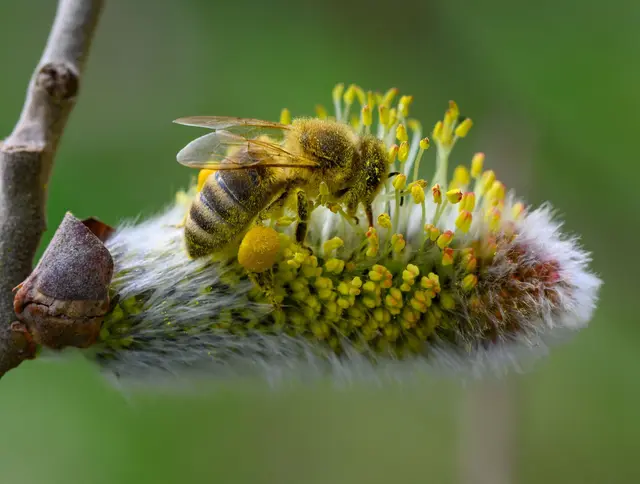 Man muss nicht verzichten. Wer Weidenkätzchen für Ostern möchte, kann sie beim Blumenhändler oder im Supermarkt kaufen.(Archiv)  | Foto: dpa