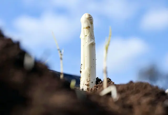 Die Spargelsaison hat begonnen - am Wochenende wurde in Teilen Badens der erste Spargel gestochen. (Archivbild) | Foto: dpa