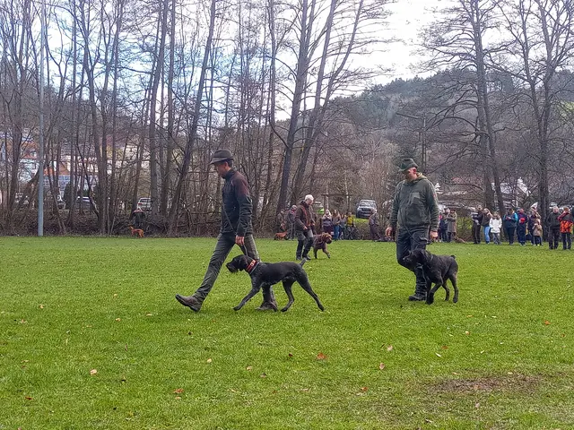 Deutsch Drahthaar - ein Vorstehhund- wurde auch vorgestellt | Foto: Anja Stemler