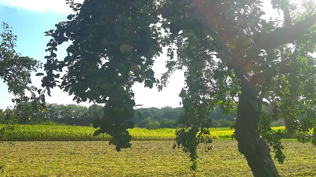 Streuobstwiese (Symbolbild) | Foto: Heike Schwitalla