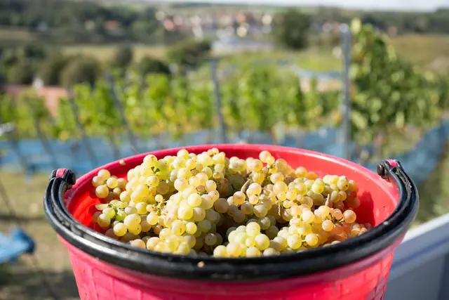 Rieslingtrauben bei der Weinlese 2025. (Archivbild) | Foto: dpa
