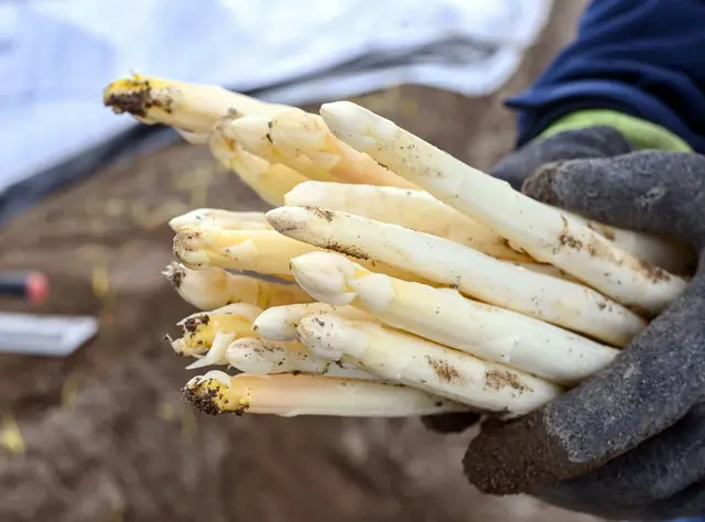 Die Spargel-Importe sind 2025 gesunken. (Archivbild) | Foto: dpa