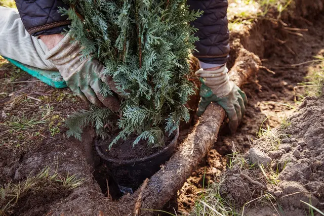 Ein Gartenbaubetrieb hat keinen Anspruch auf Vergütung, wenn er ohne ausdrücklichen Auftrag eine Grundstücksgrenze bepflanzt. | Foto: dpa