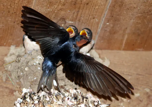 Rauchschwalbe beim Füttern der Jungen
 | Foto: Hannelore Schäfer
