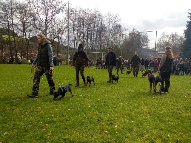 Auch die Deutschen Jagdterrier hatten ihren Auftritt | Foto: Anja Stemler