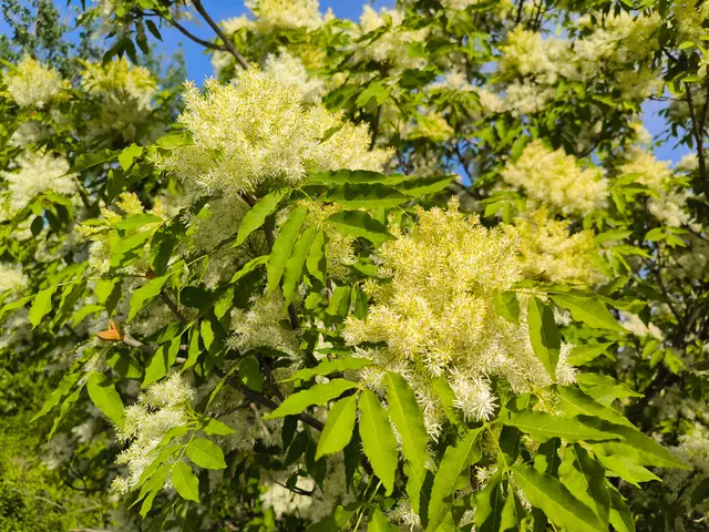 Die Esche gewinnt in der Pfalz an Bedeutung, die Belastung steigt morgen auf  ein mittleres Niveau | Foto: Jana/stock.adobe.com