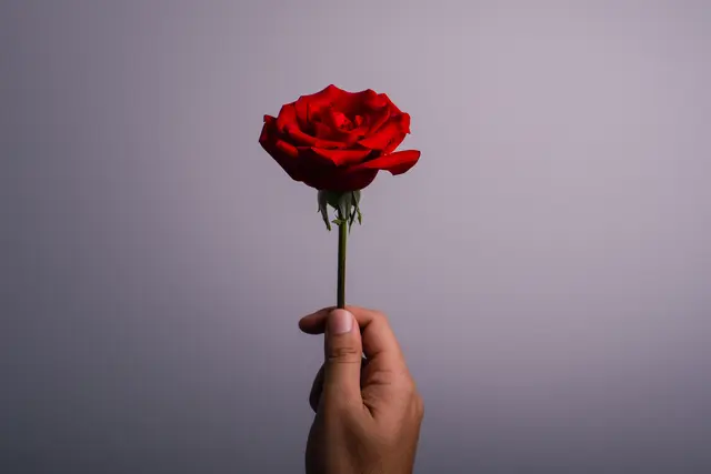 Bei „Die Bachelors“ teilen sich 2026 gleich zwei Männer die Rosen. Gedreht wird in Südafrika, RTL setzt auf doppelte Dating-Dynamik. | Foto: Bordinthorn/stock.adobe.com
