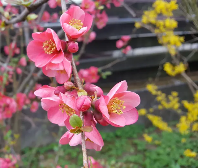 Den Frühling entdecken -  in Herxheim am Berg. | Foto: Verena Leininger