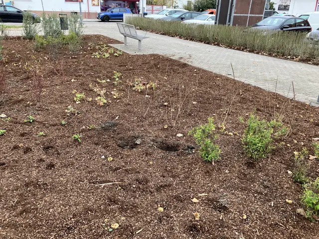 In den neu angelegten Pflanzflächen fehlen bereits kurz nach der Pflanzung drei Ziergräser sowie sieben Spiersträucher | Foto: Stadt Speyer/gratis