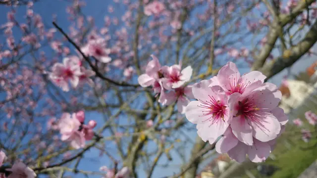 Die Mandelblüte gilt als erstes sichtbares Zeichen des Frühlings – in der Pfalz meist nur für wenige Wochen zu sehen | Foto: Jens Vollmer